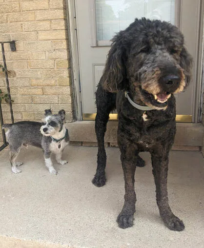 

Harold and Gus